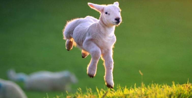 Spring Lamb!